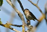 Pipit des arbres