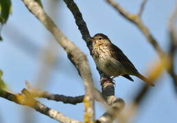 Tree Pipit