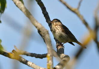 Pipit des arbres