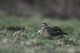 European Golden Plover