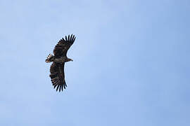 White-tailed Eagle