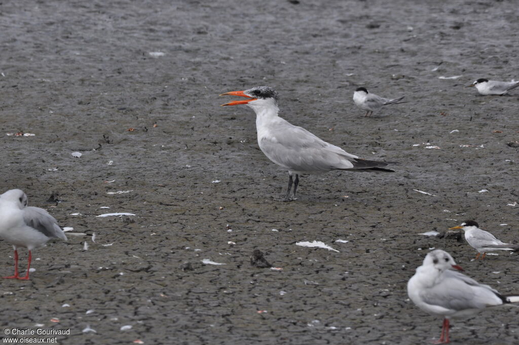 Caspian Tern, identification, walking