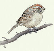 Rufous-crowned Sparrow