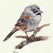 Bridled Sparrow