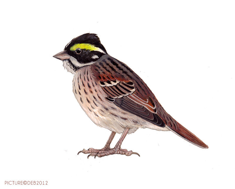Yellow-browed Bunting male adult