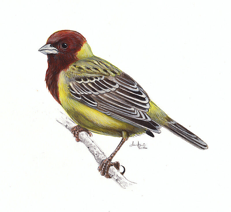 Red-headed Bunting male adult