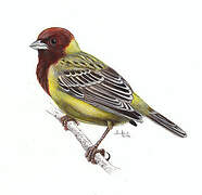 Red-headed Bunting