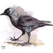 Western Jackdaw