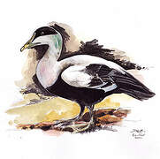 Common Eider