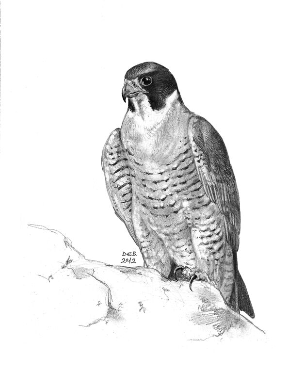 Peregrine Falconadult