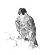 Peregrine Falcon