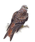 Red Kite