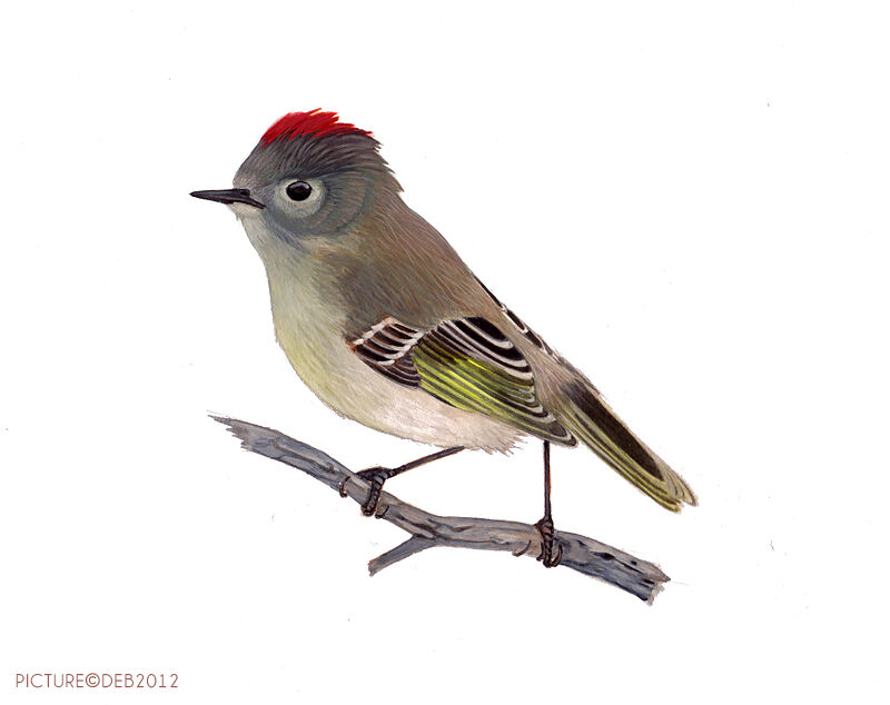 Ruby-crowned Kinglet male adult
