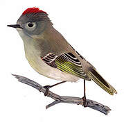 Ruby-crowned Kinglet