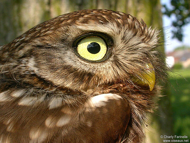 Little Owl