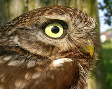 Little Owl