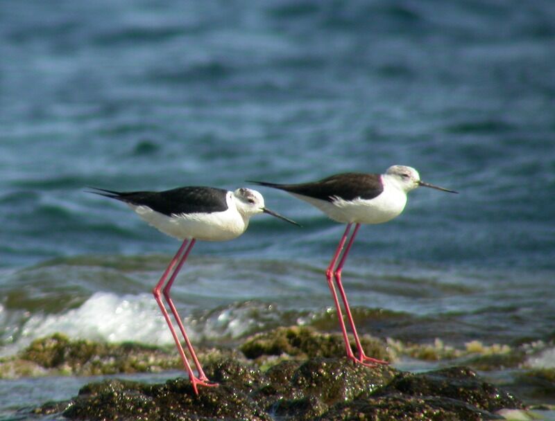 Black-winged Stilt