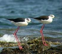 Black-winged Stilt