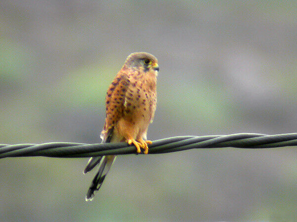 Common Kestrel