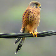 Common Kestrel