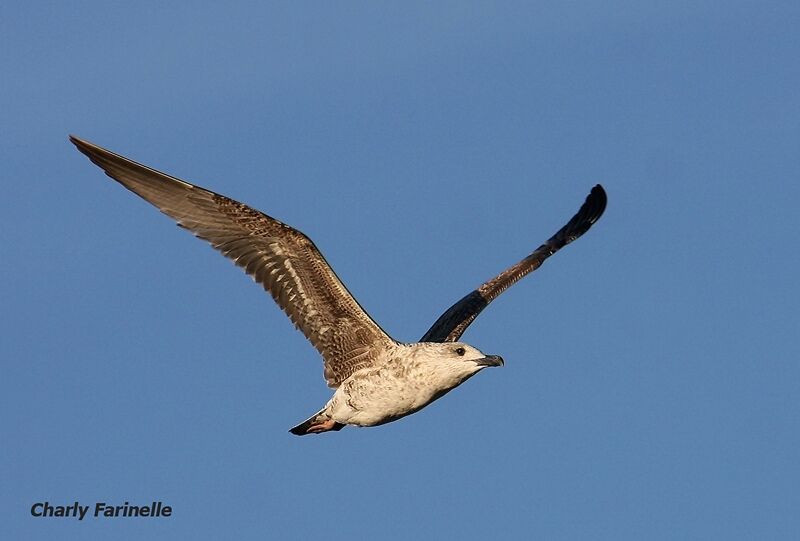 Yellow-legged GullFirst year