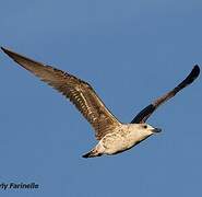 Yellow-legged Gull