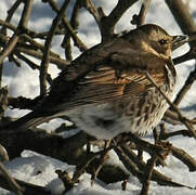 Dusky Thrush