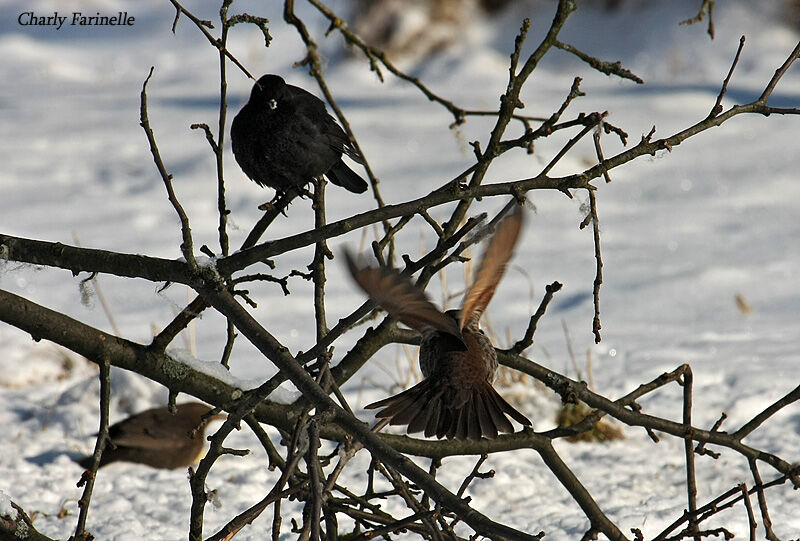 Grive à ailes rousses