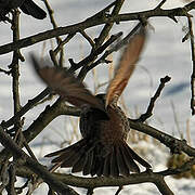 Grive à ailes rousses