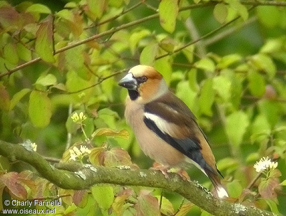 Hawfinch