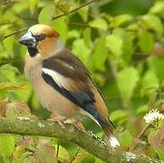 Hawfinch