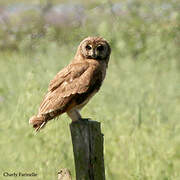 Marsh Owl