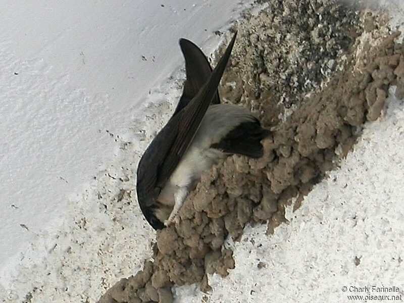 Common House Martin