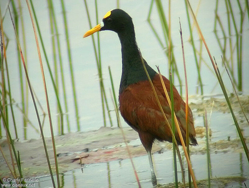 Northern Jacana