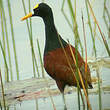 Jacana du Mexique