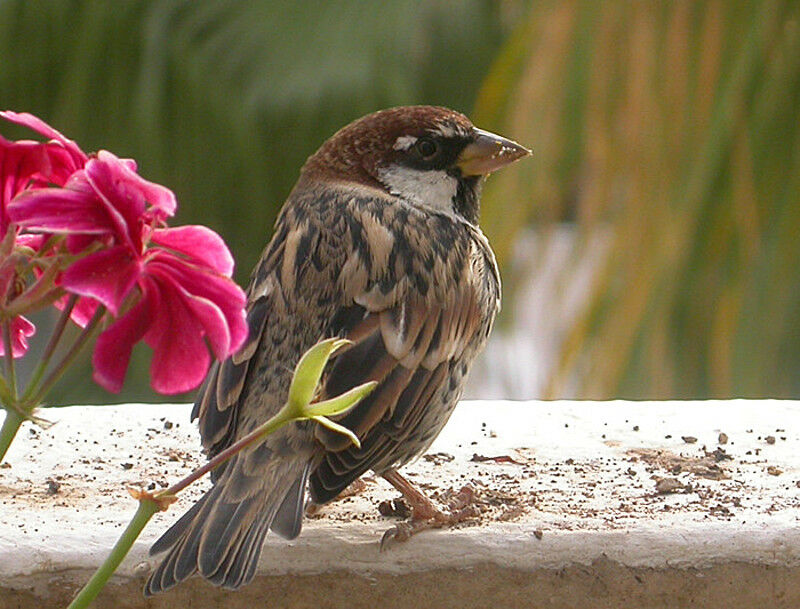 Spanish Sparrow