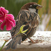 Spanish Sparrow