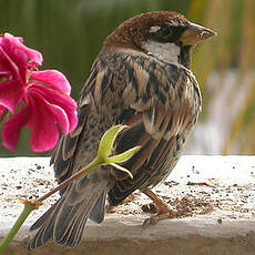 Moineau espagnol