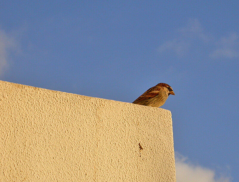 Spanish Sparrow