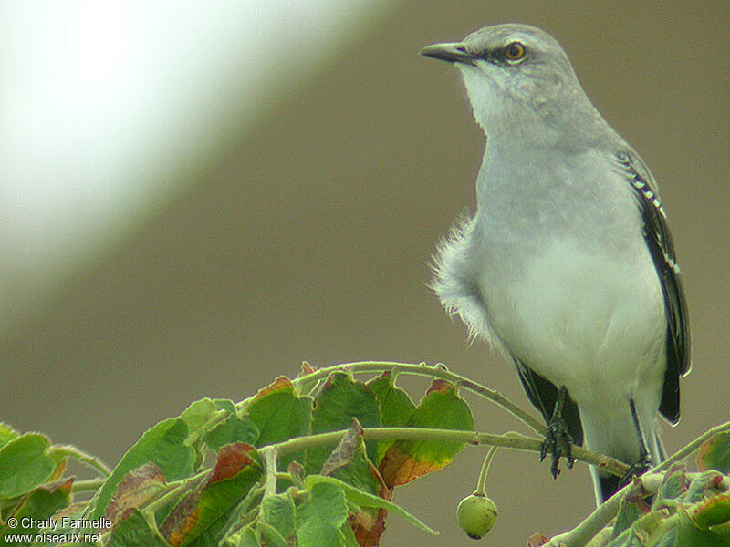 Tropical Mockingbird