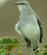 Tropical Mockingbird