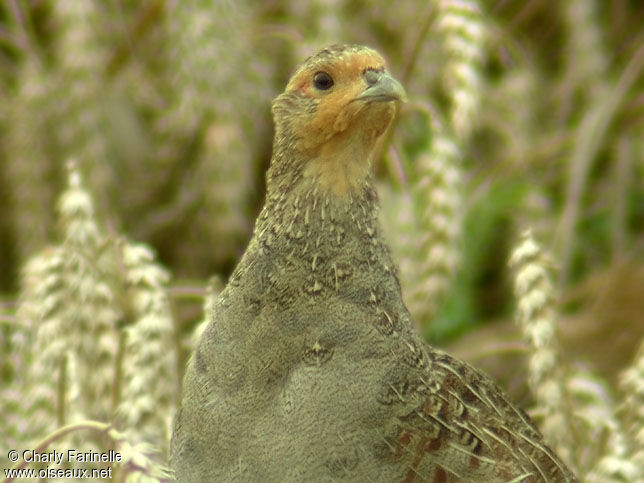 Grey Partridge