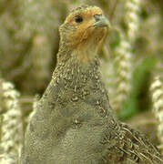 Grey Partridge