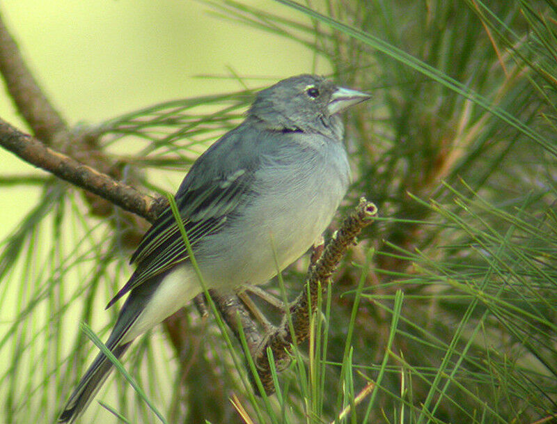 Tenerife Blue Chaffinch