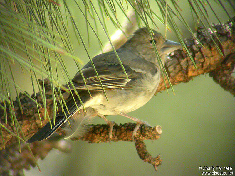 Tenerife Blue Chaffinch