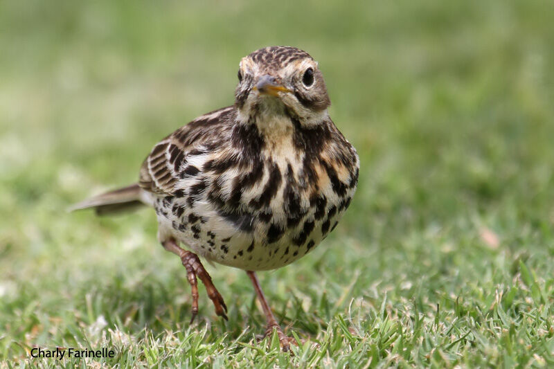 Pipit à gorge rousseadulte