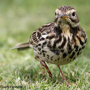 Pipit à gorge rousse