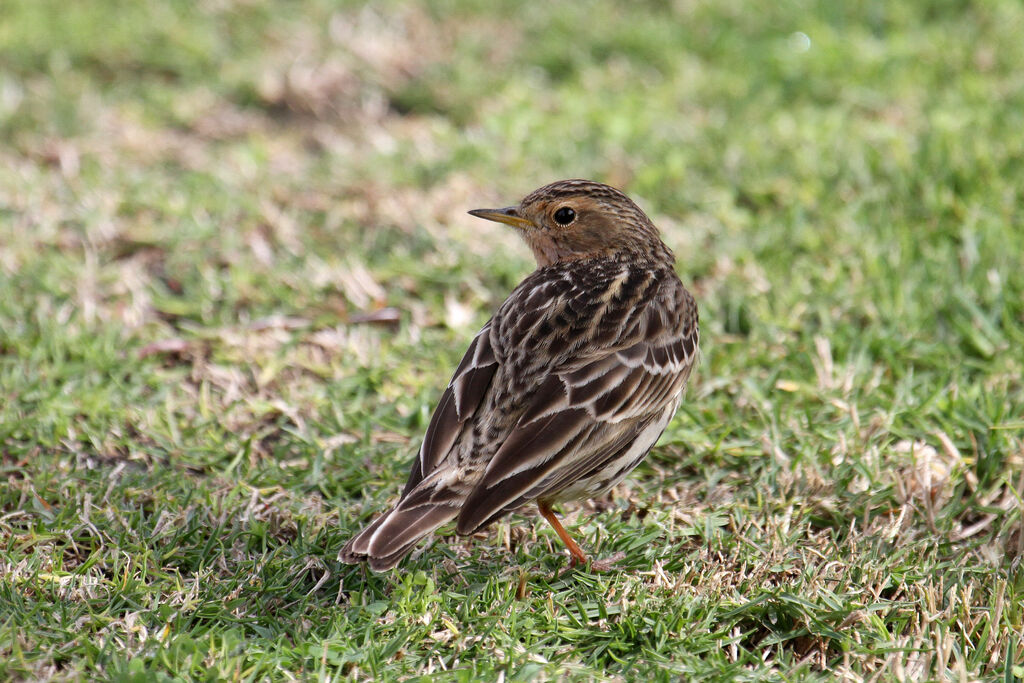 Pipit à gorge rousse mâle adulte