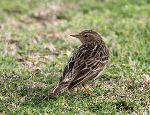 Pipit à gorge rousse