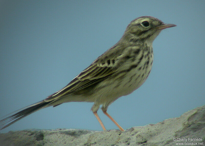 Berthelot's Pipit